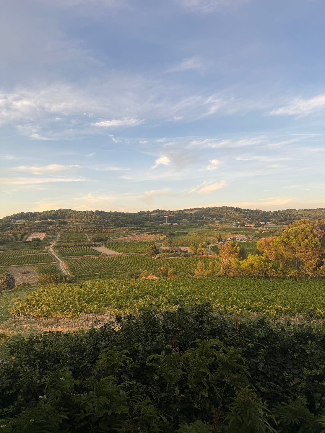 Cairanne wijn: AOC, terroir en wijnen uit de Rhône. De verborgen parel van de Zuid-Rhône