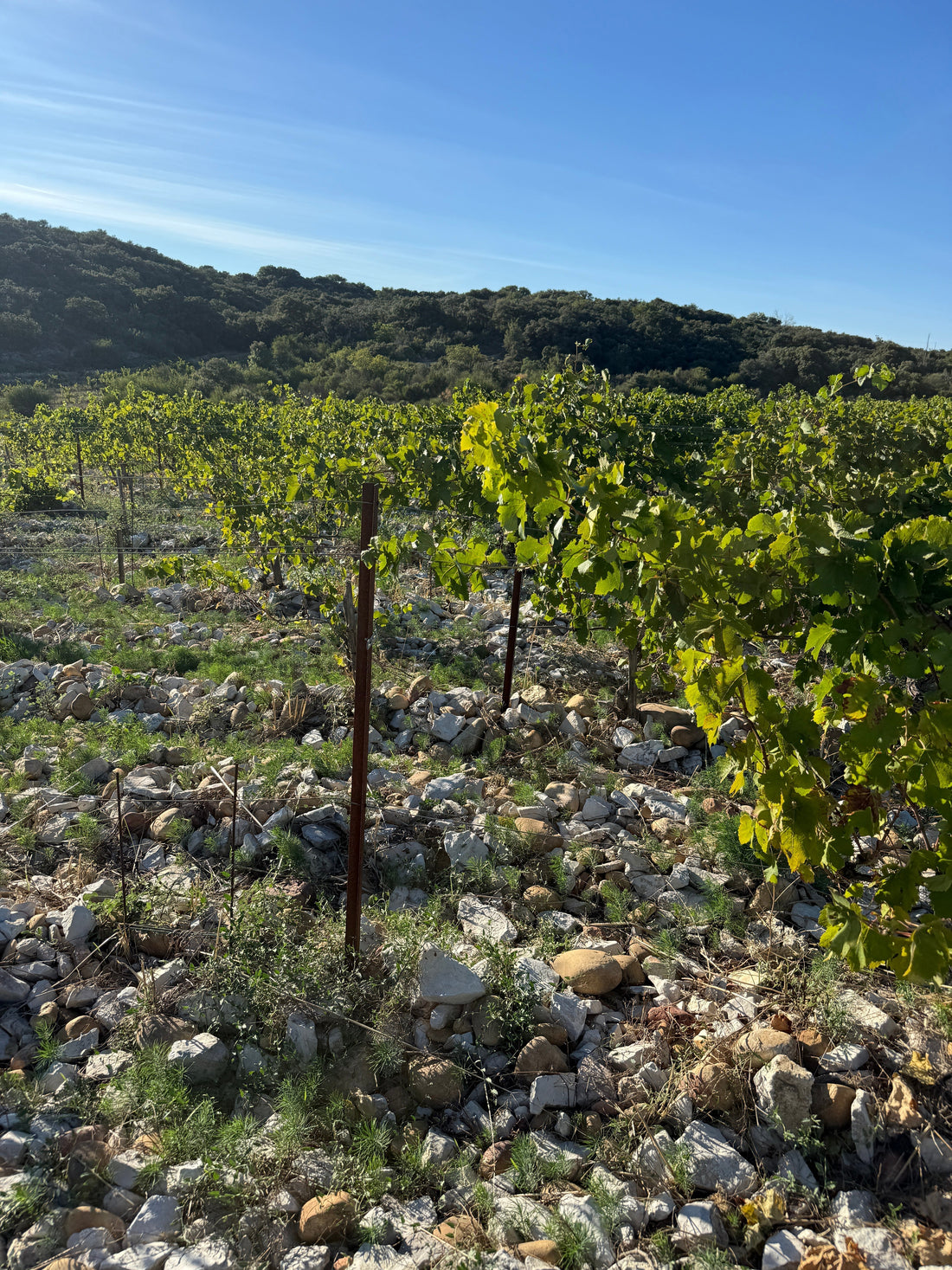 wijngaarden Châteauneuf du Pape