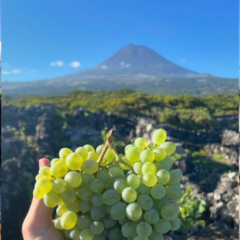 Wijngaarden Pico Arinto dos Acores druif berg currais