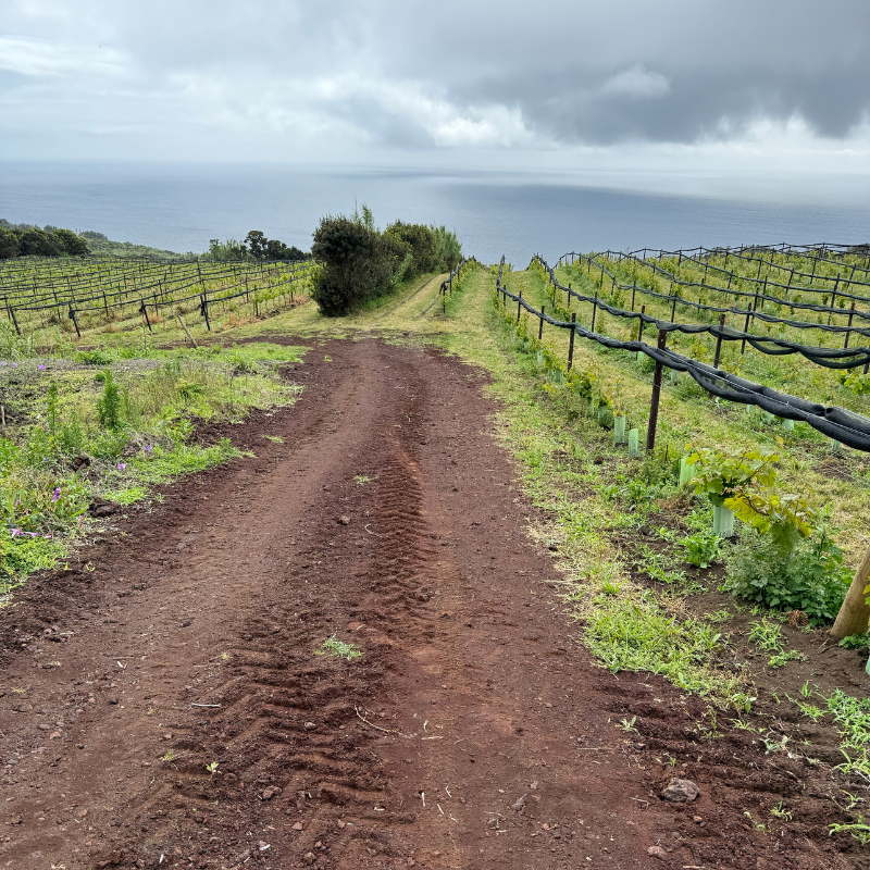 Azoren wijngaarden zee vulkanische rode grond
