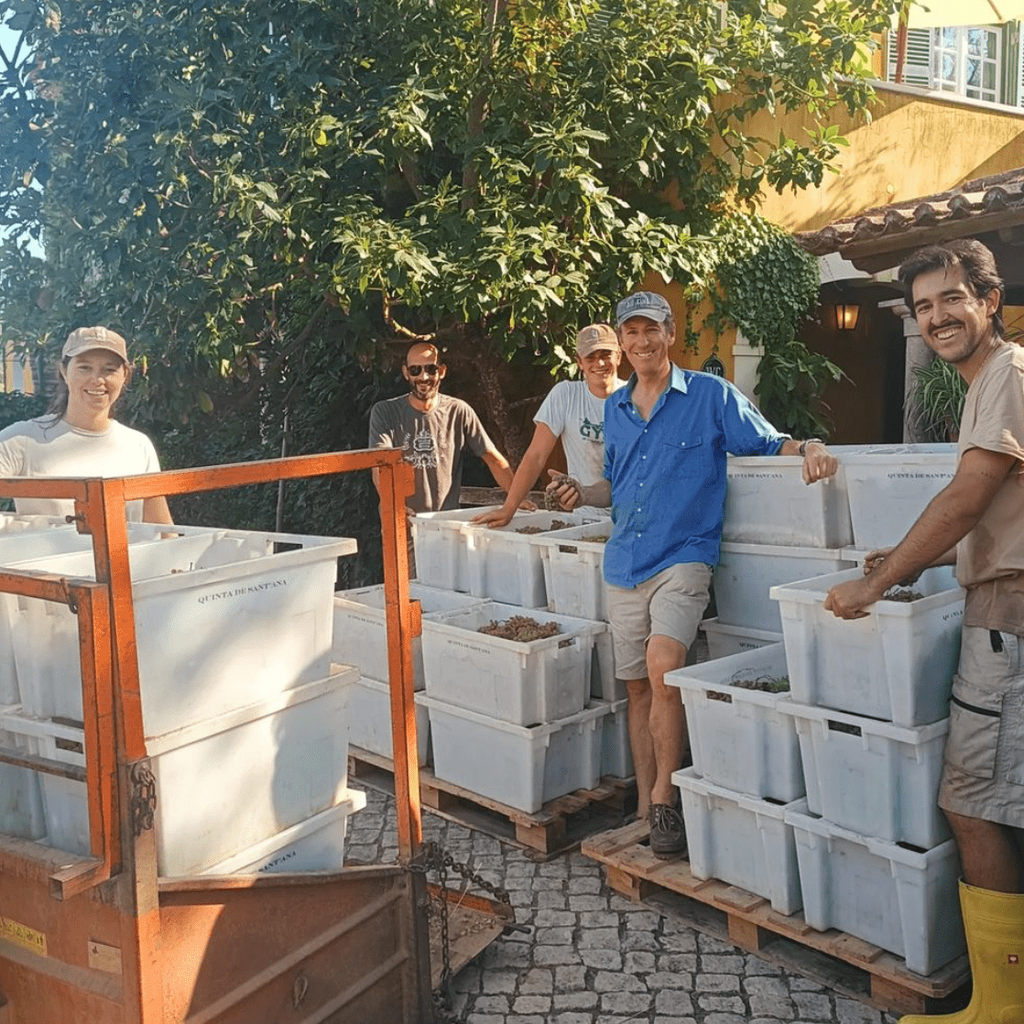 quinta de Sant'Ana druivenoogst