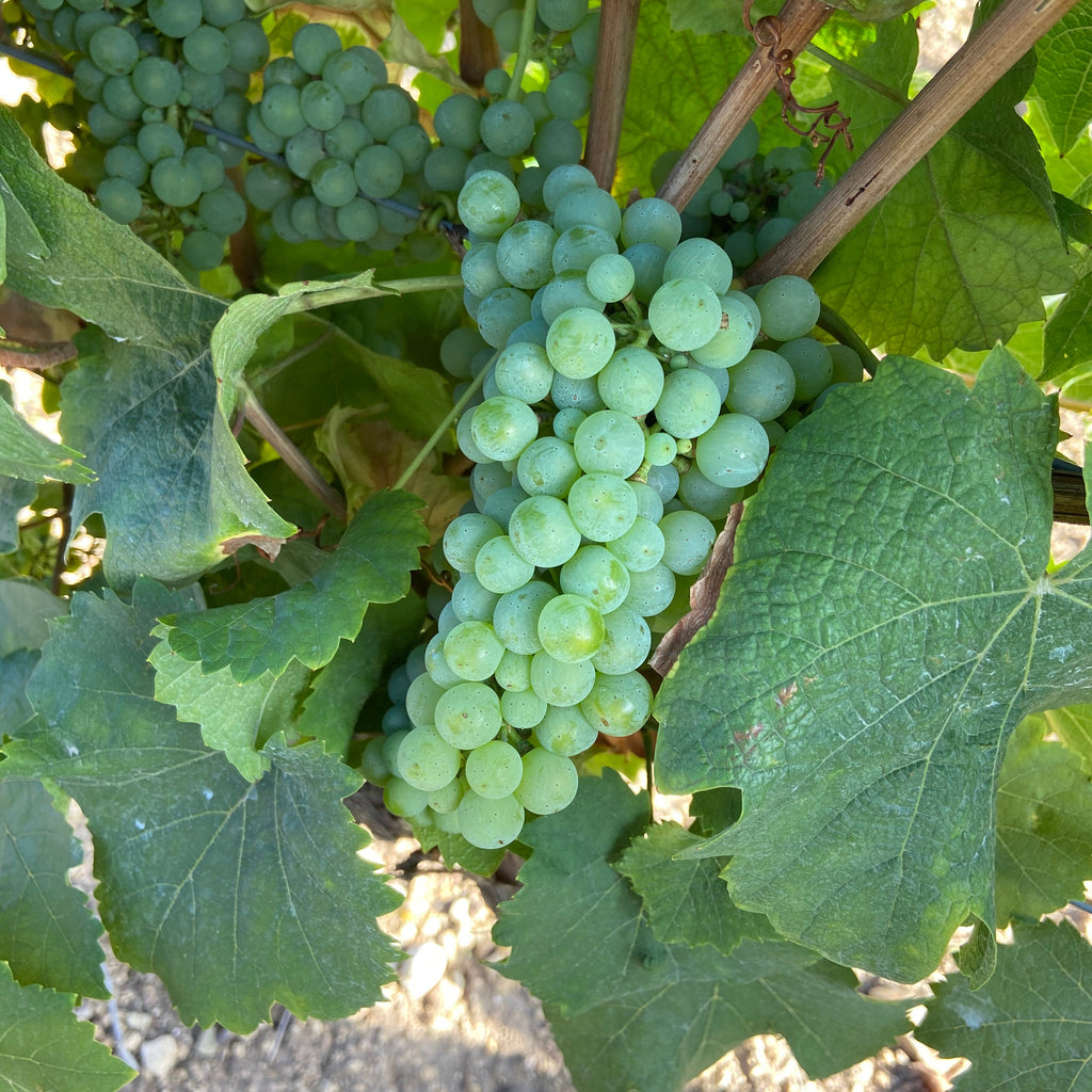Riesling druiven Duitsland