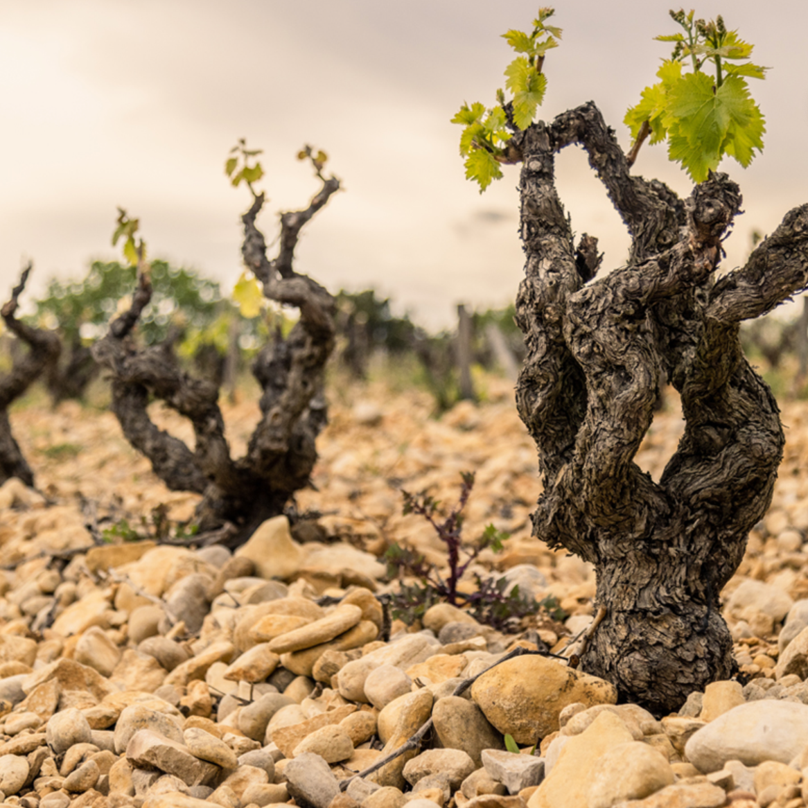 Wijngaarden grenache met stenen 