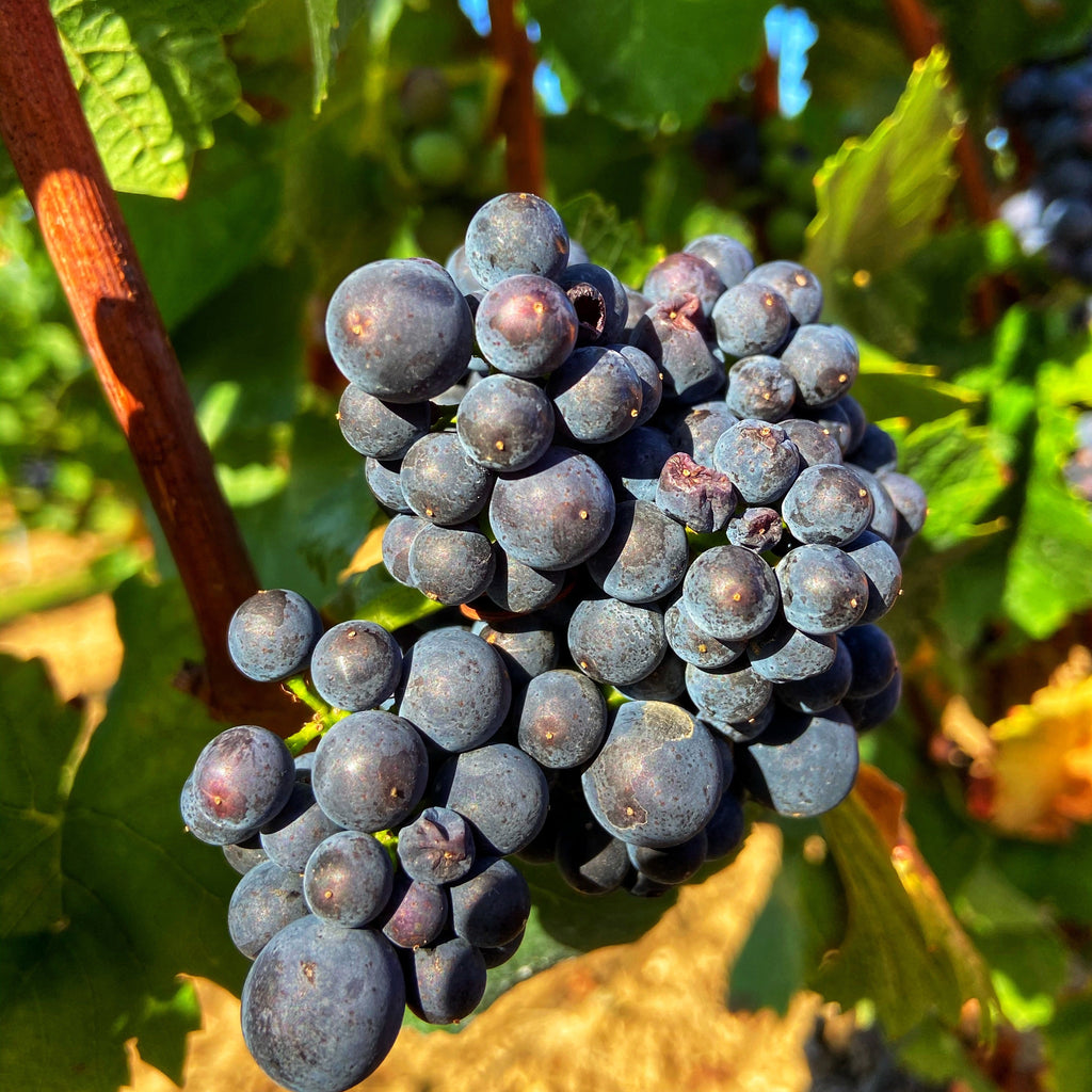 spatburgunder druiven sina Mertz