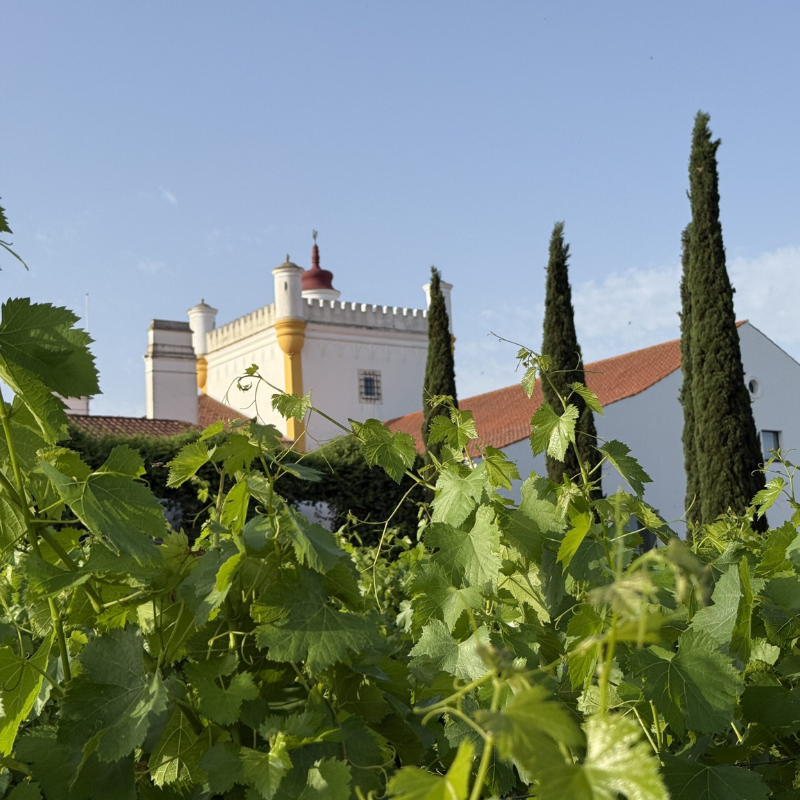 wijngaarden Alentejo Torre de Palma