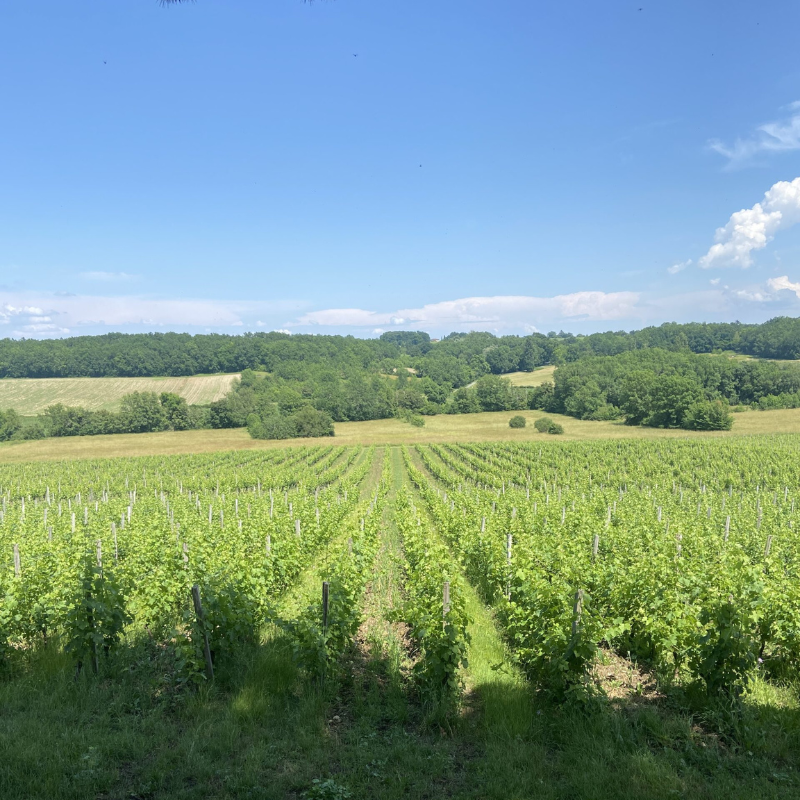 wijngaarden bossen Chateau Hostens Picant Bordeaux