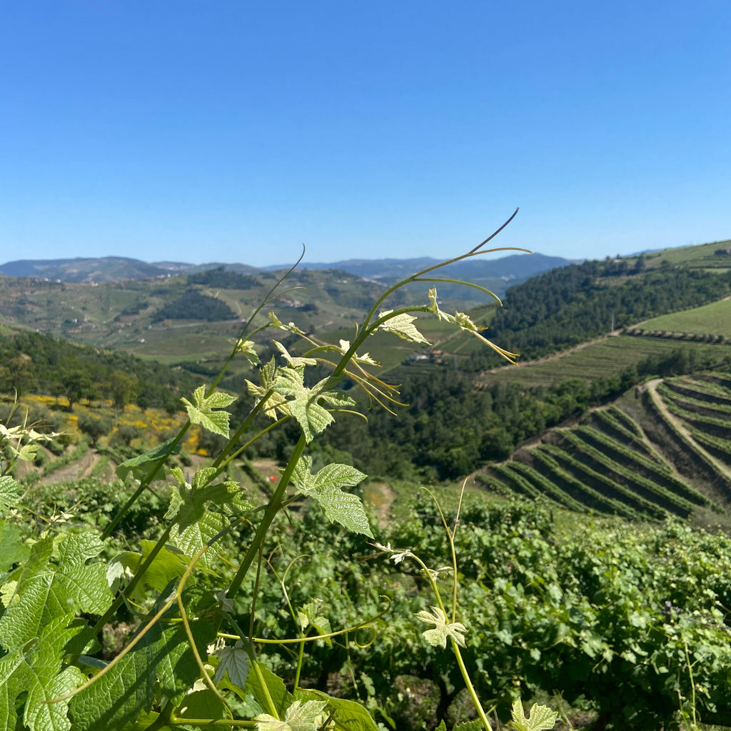 Wijngaarden Douro Teoria