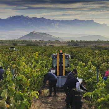 Wijngaard Fran Corres druivenoogst traktor bergen