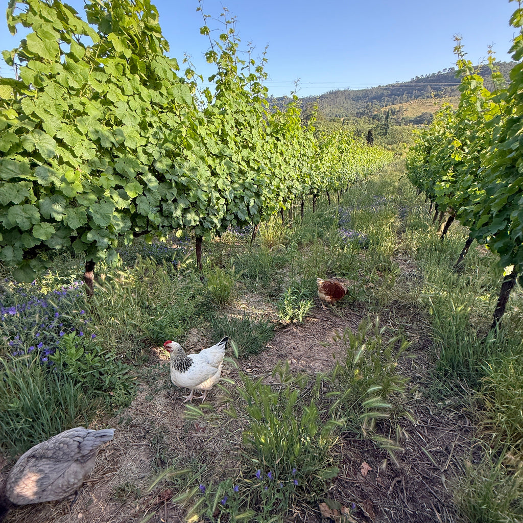 wijngaarden kippen
