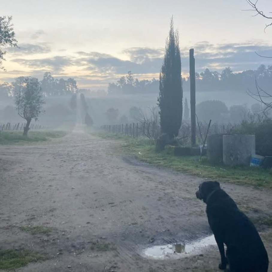 Wijngaarden Quinta do Perdigao Hond mist Dao Portugal