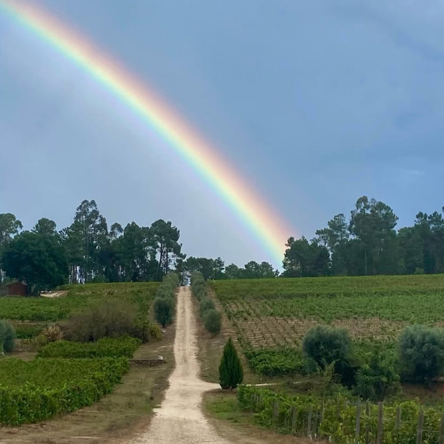 Wijngaarden Quinta do Perdigao Regenboog Dao Portugal