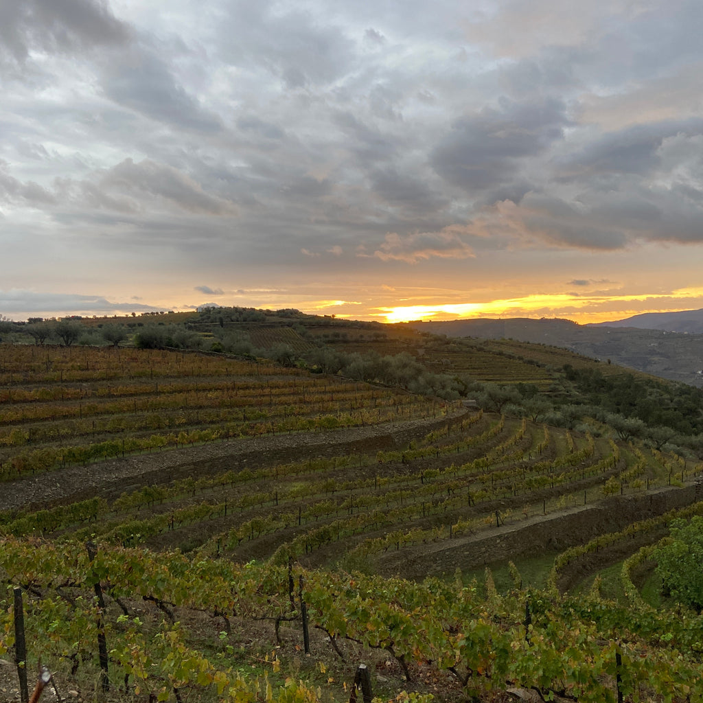 Wijngaarden zonsopgang Douro